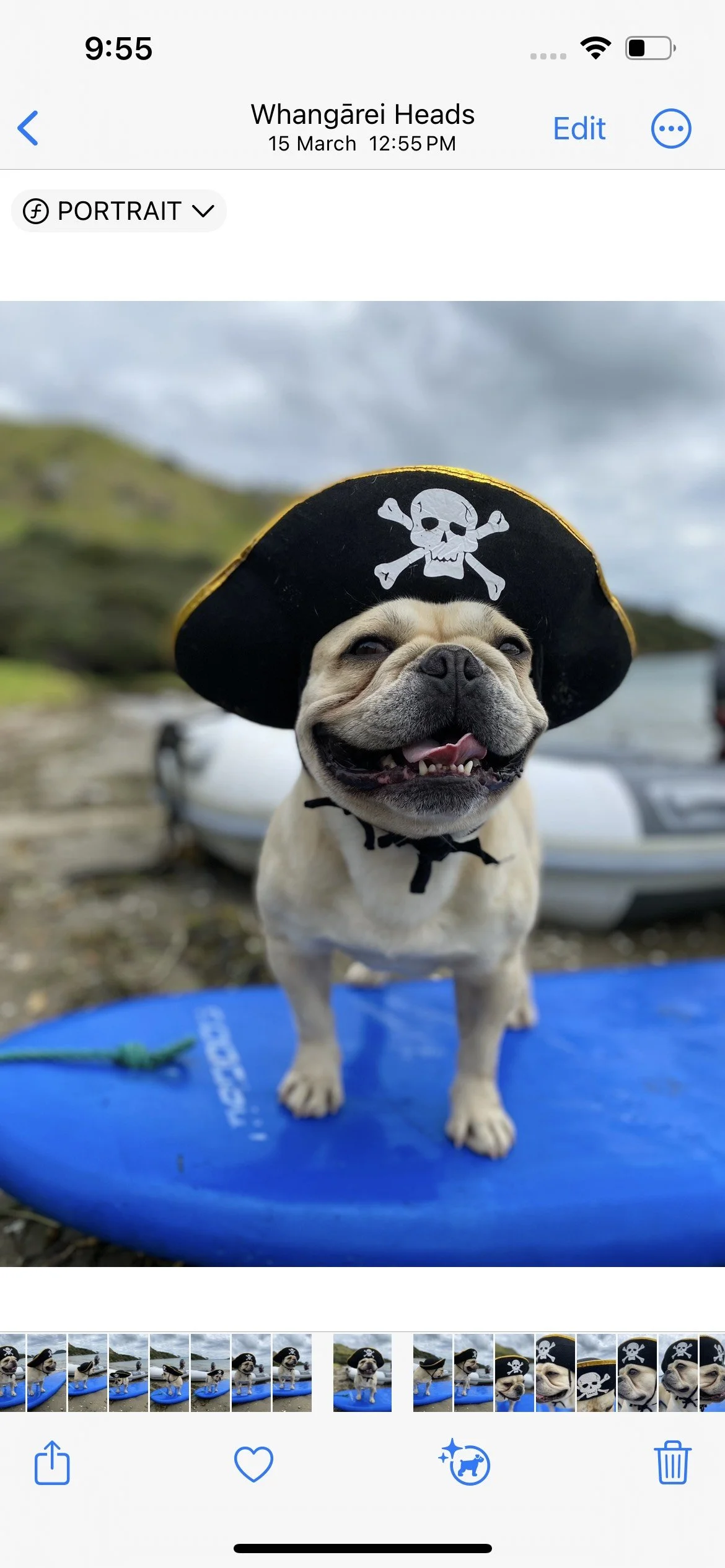 A dog wearing a pirate hat with a skull and crossbones emblem, standing on a blue surfboard. The background shows a blurred outdoor setting.