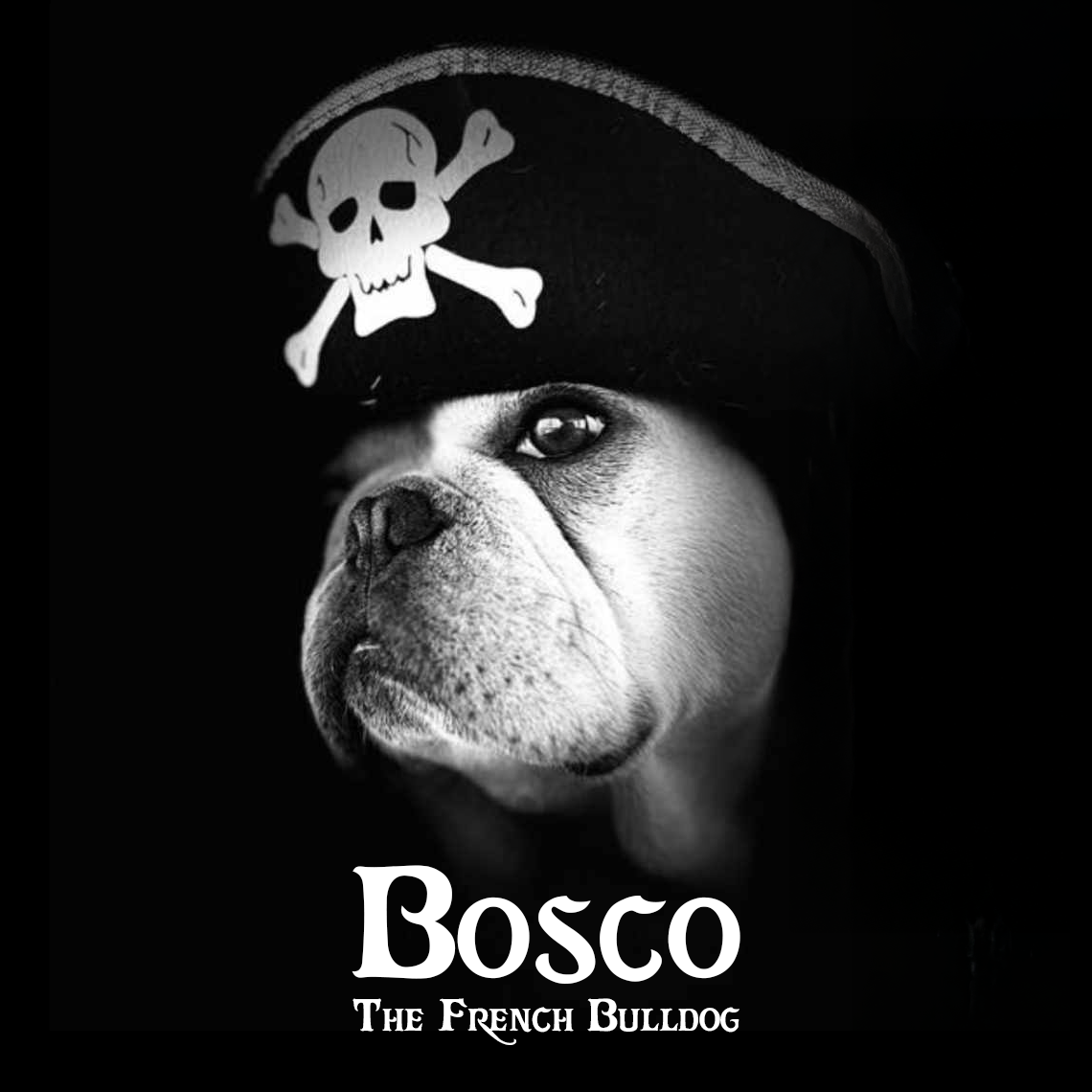 French bulldog wearing a pirate hat with a skull and crossbones design, captioned "Bosco The French Bulldog."