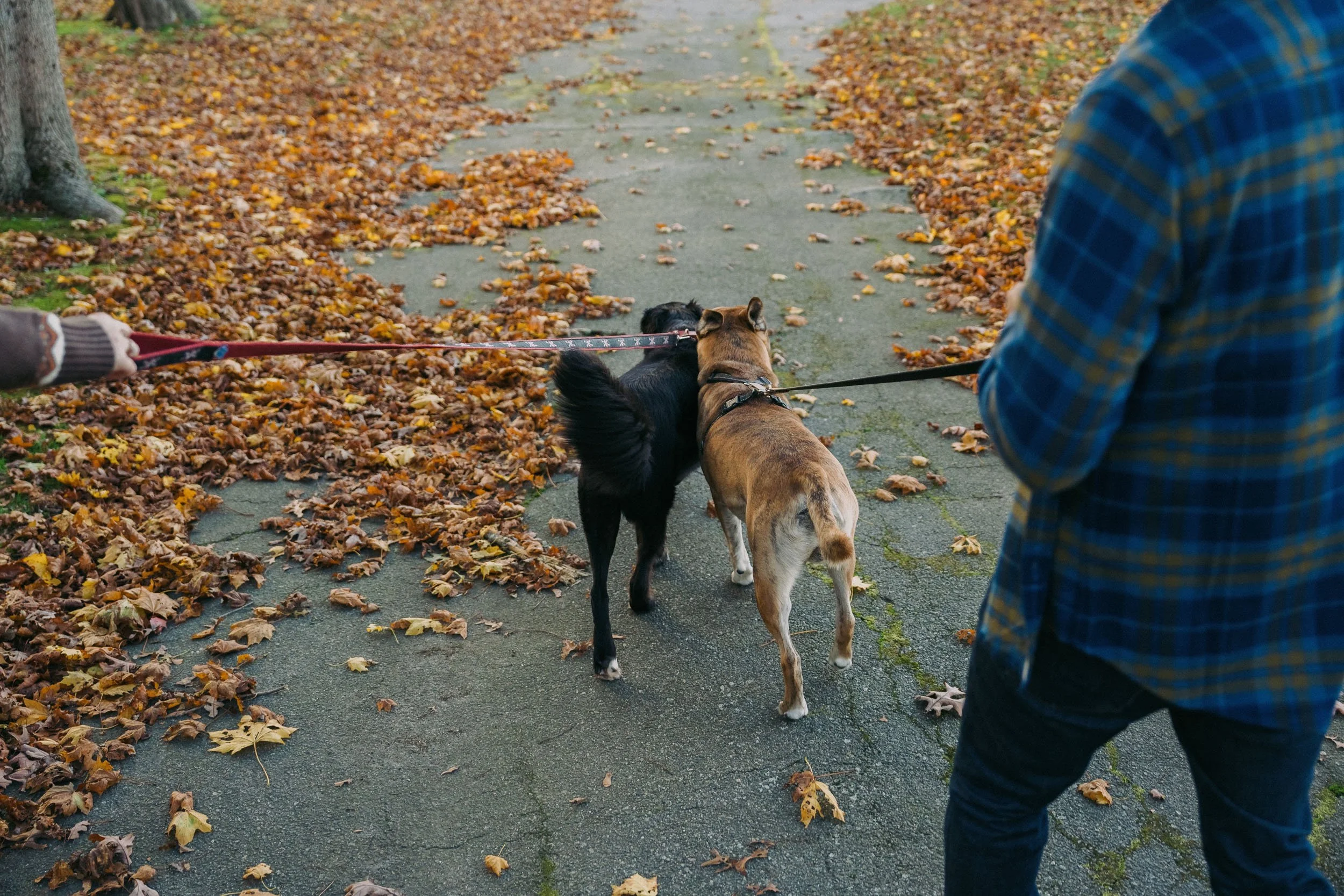 Two dogs on leashes walking on a leaf-covered sidewalk with a person in a blue plaid shirt holding one of the leashes, during fall.