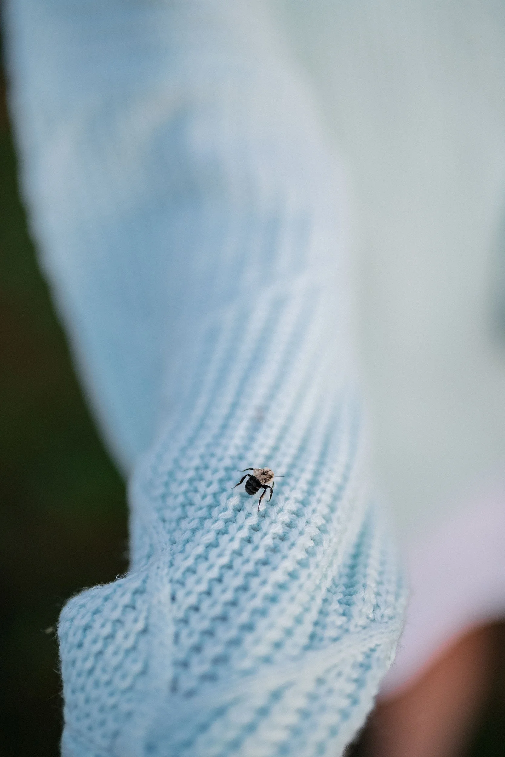 Close-up of a tiny insect on a white knit cloth, with a blurred background.