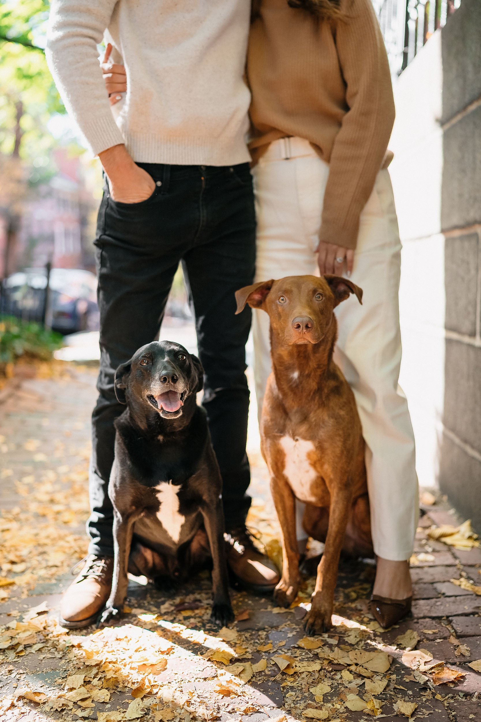 A person standing on a sidewalk with two dogs, one black with a white chest and the other brown, in front of them. Two people, wearing neutral-colored sweaters and pants, are partially visible, standing behind the dogs. Autumn leaves are scattered on