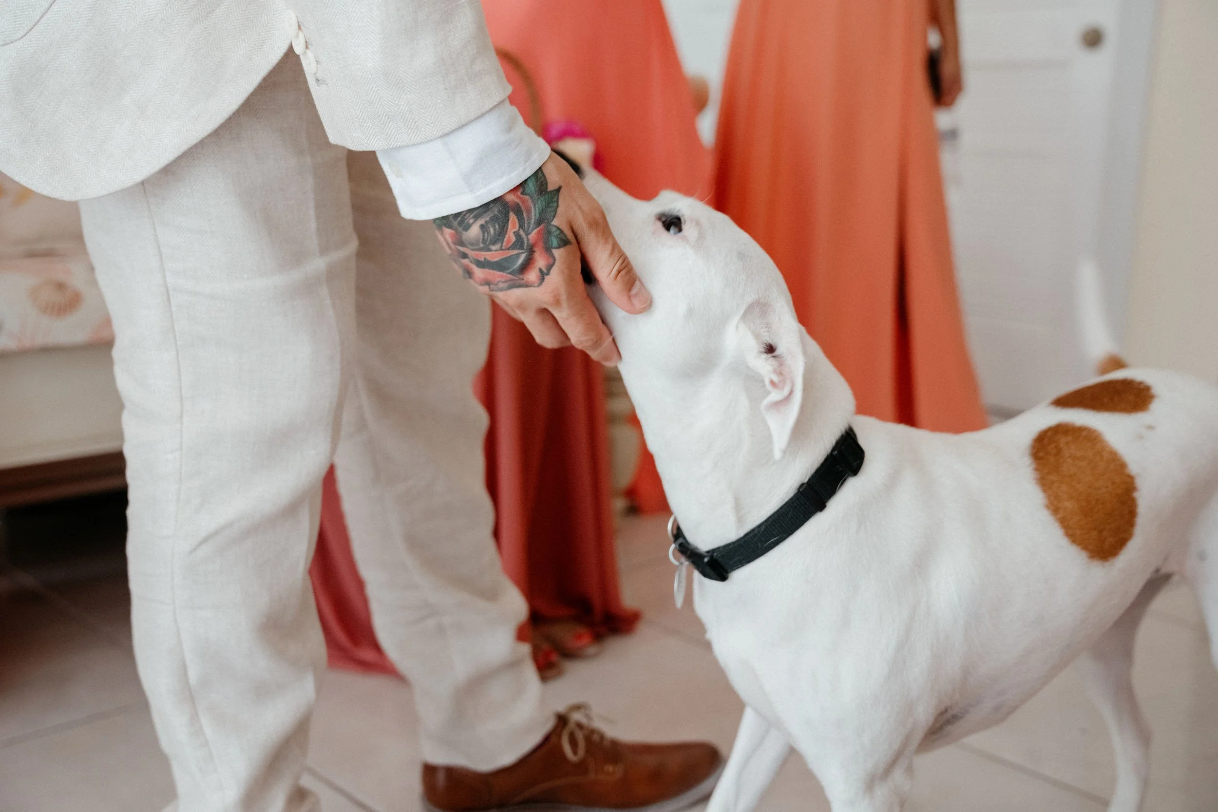 Person with tattoos on their hand holding a white dog with brown spots, indoors near orange curtains.