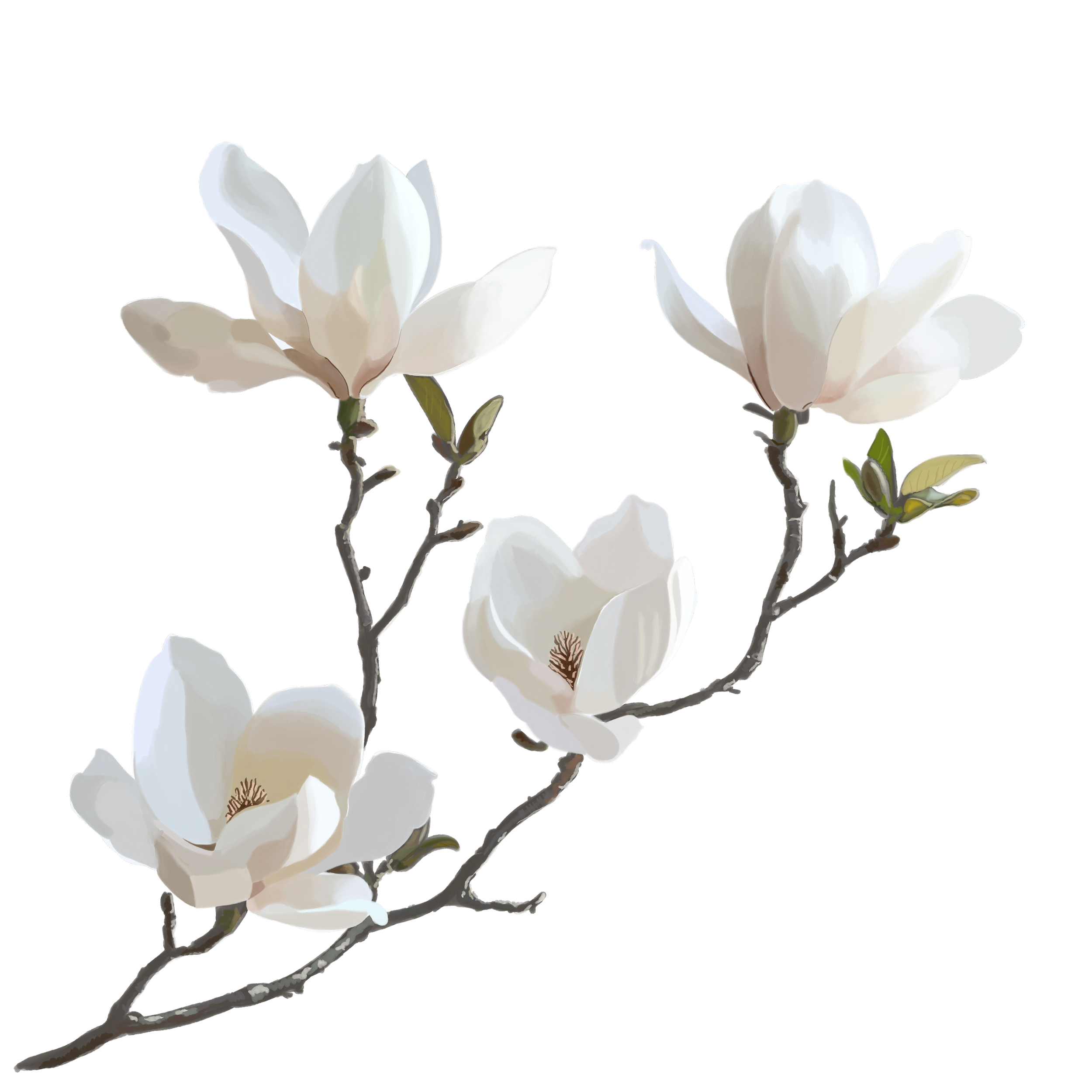 Illustration of a magnolia branch with four white magnolia flowers and green buds against a black background.
