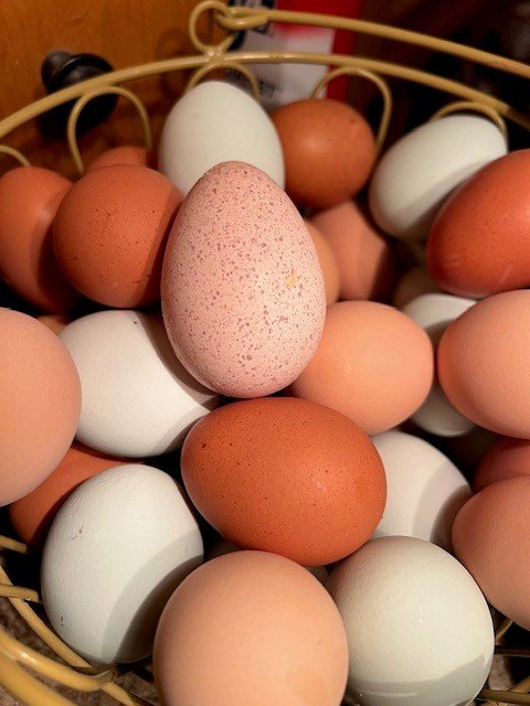 Eggs with Turkey Egg.jpg