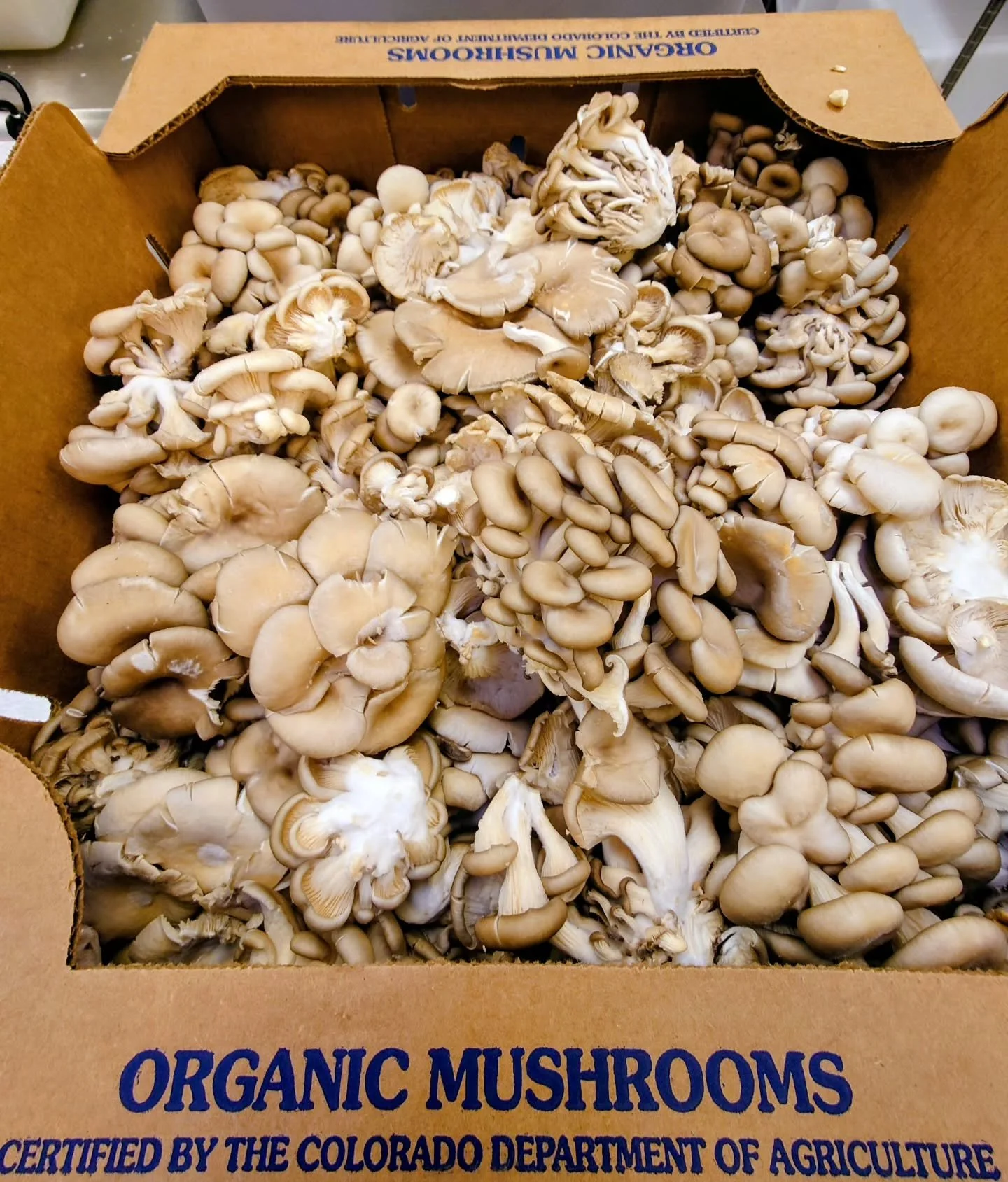 Organic oyster mushrooms for the "Feast of Fungus," grown right here in Colorado. It's on slice every day, come try it. 🤘⚔️🍕⚔️🤘