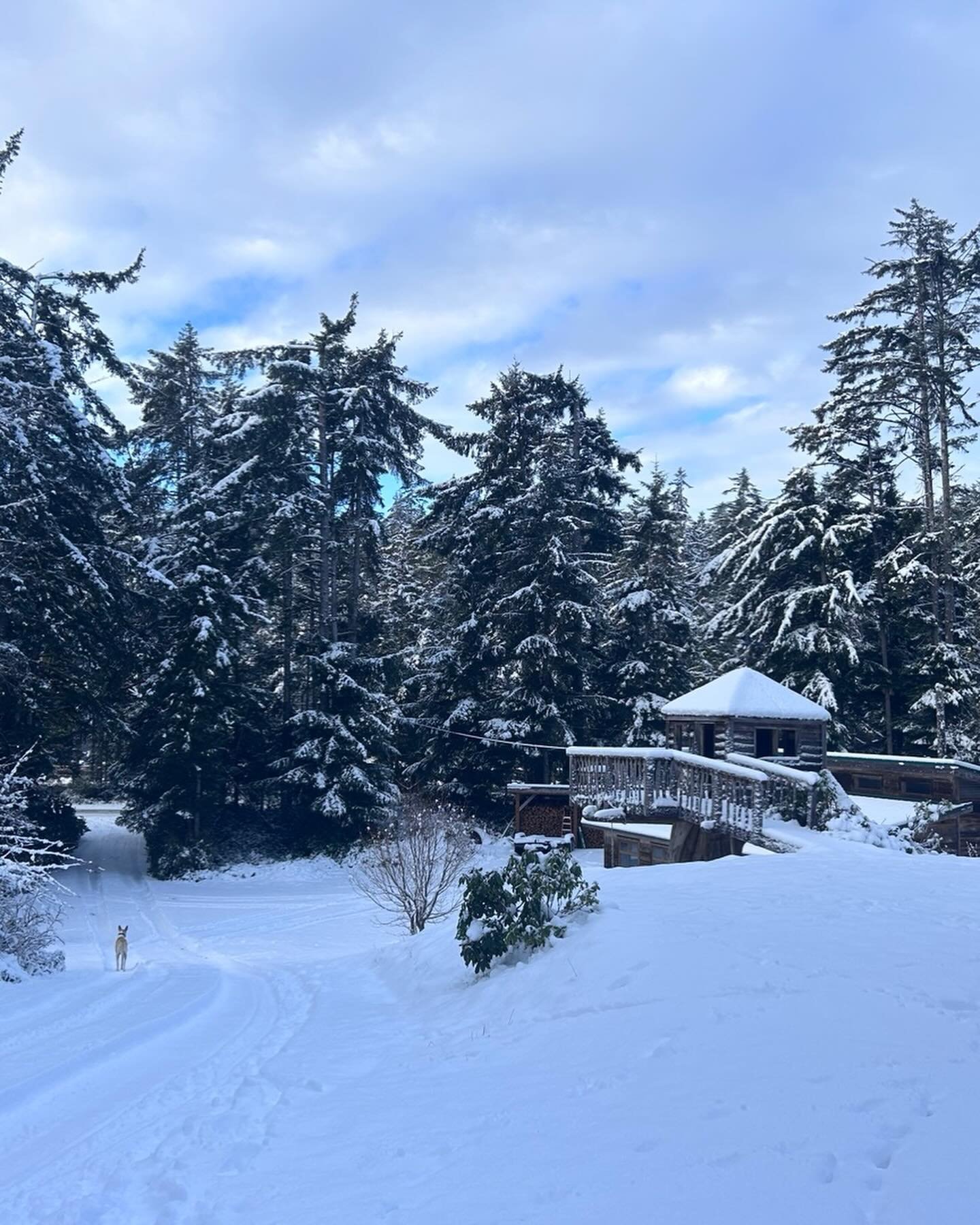 I can&rsquo;t believe it&rsquo;s a #haidagwaii #whitechristmas !! Cold outside, and head cold inside 😔 🤧 but trying to be Merry anyways!