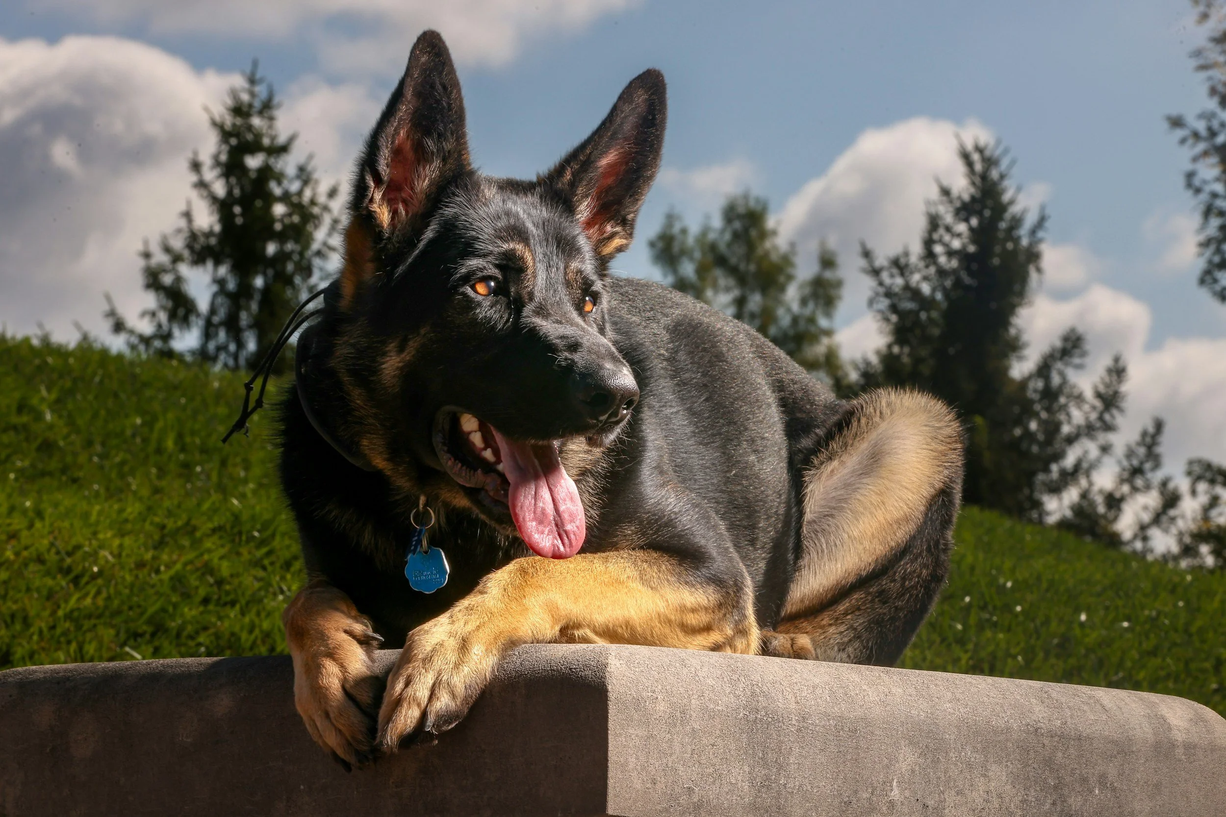 A German Shepherd dog lying on a concrete surface outdoors, with green grass and trees in the background on a partly cloudy day.