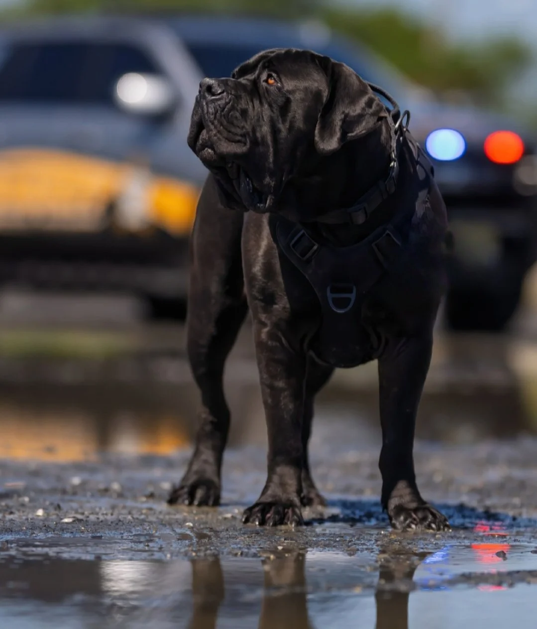 AMU K9 Instructor Staff In-Service