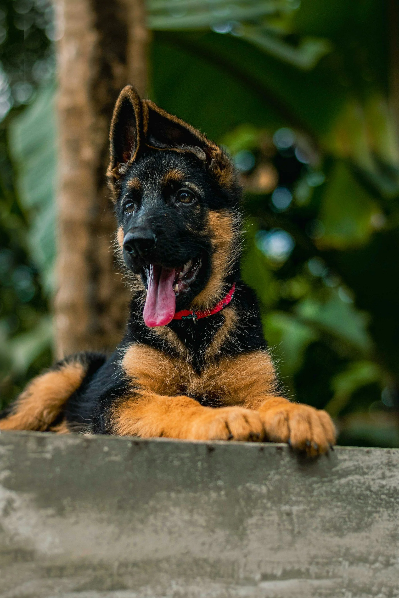 A playful German Shepherd puppy lying on a wooden surface outdoors, with a background of green leaves and blurred foliage, tongue out and ears perked.