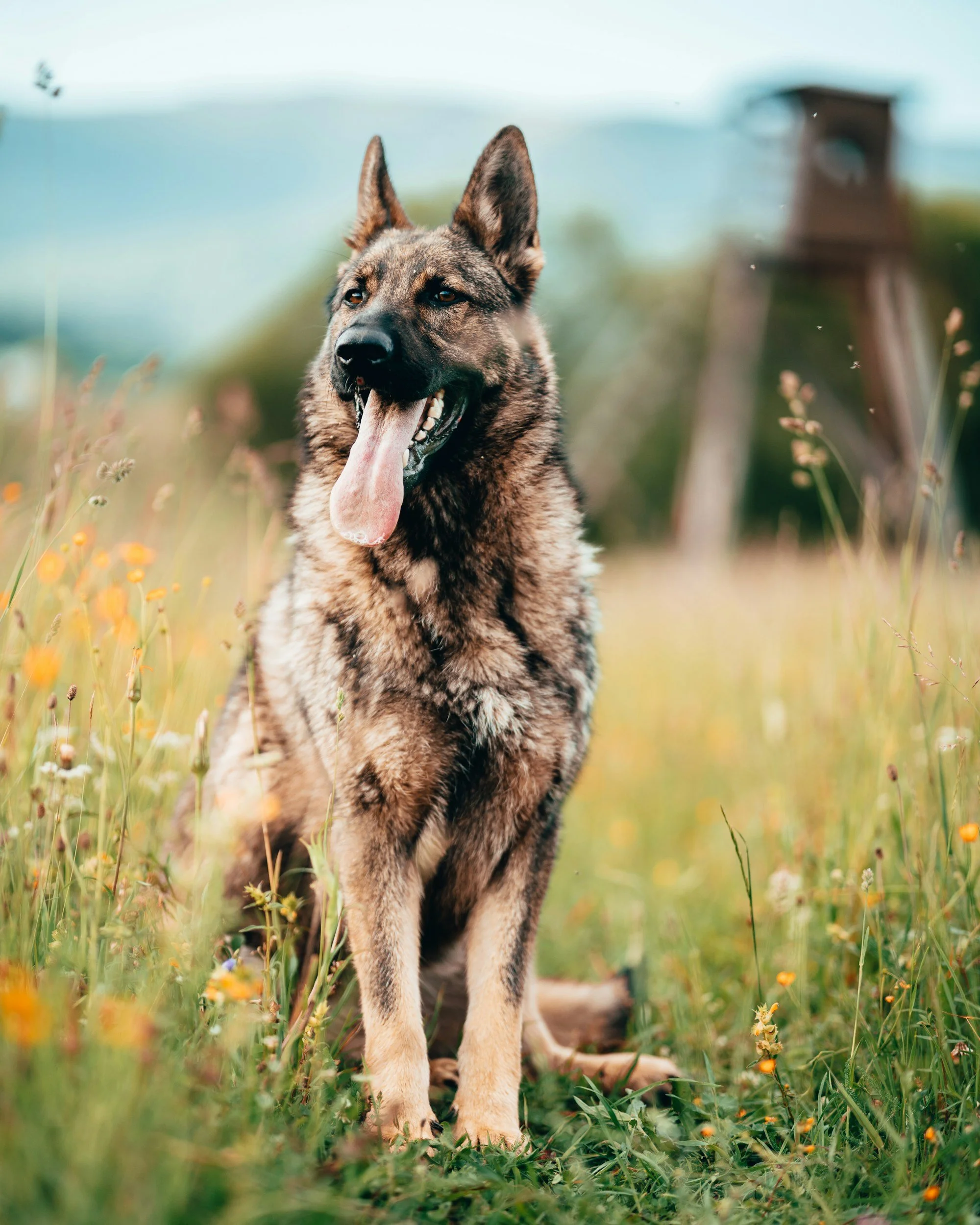 K9 Medical &amp; Trauma Training for EMS and Fire Professionals: Ocean County 