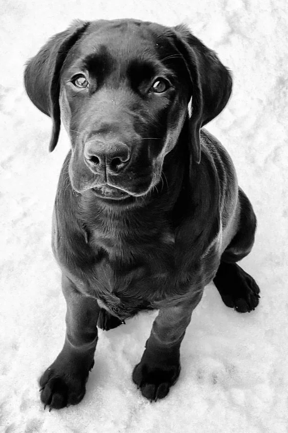Black puppy sitting on a light-colored surface, facing forward, with floppy ears and a soft expression.
