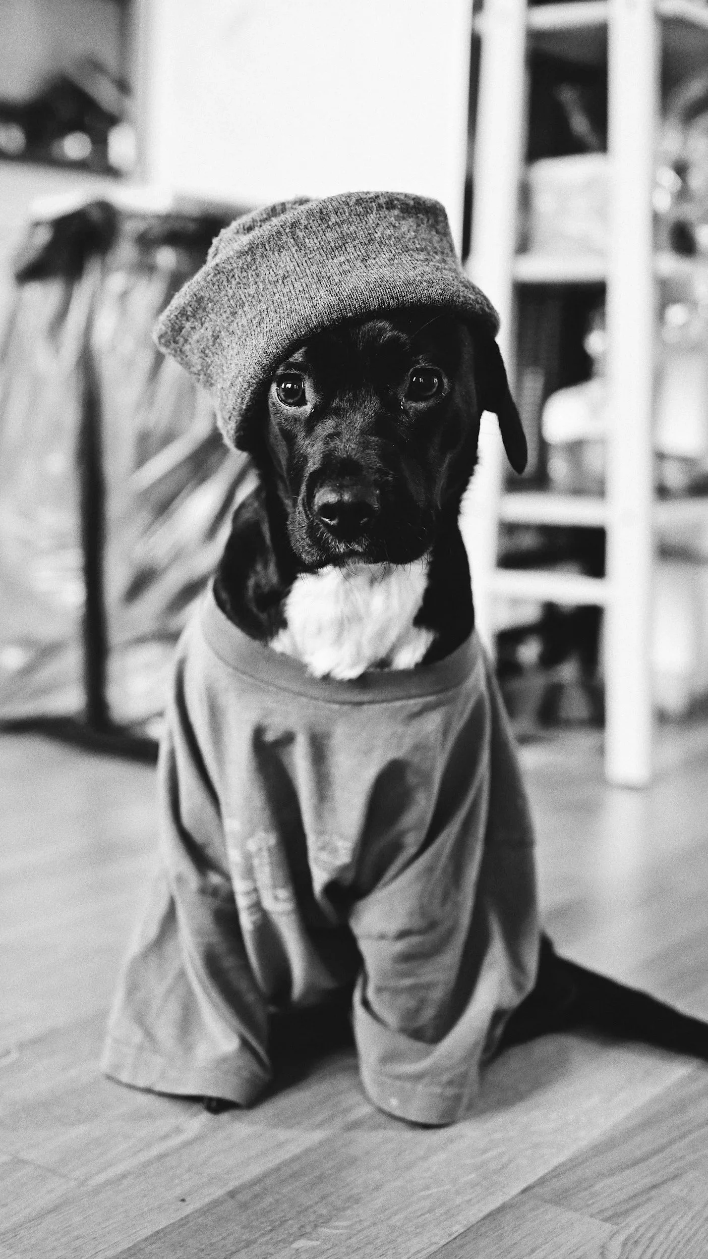 A puppy wearing a beanie and a sweatshirt, sitting on the floor indoors.