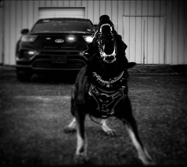 The AMU K9 Handler Class: Mastering Medical & Trauma Care for Working Dogs