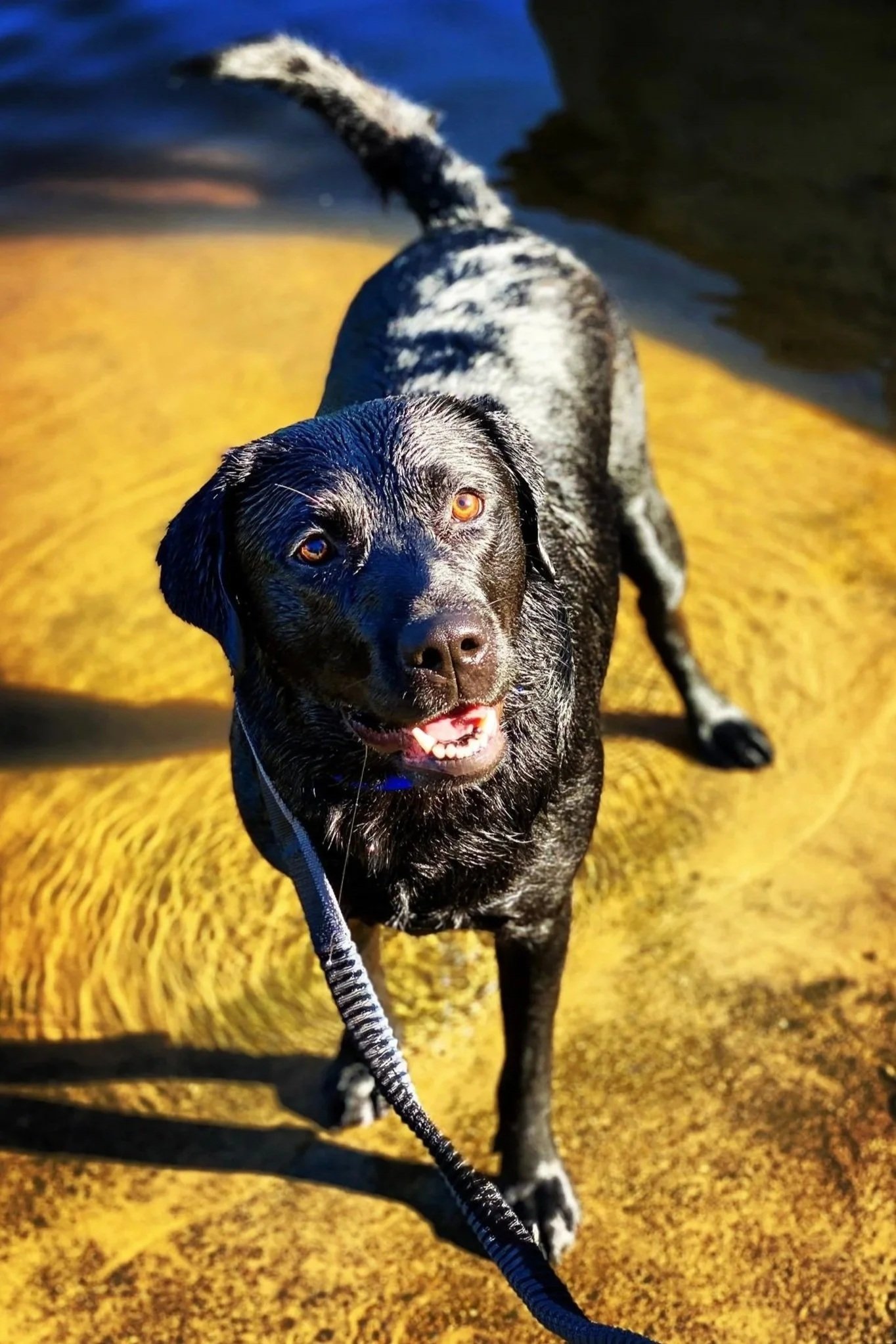 A black and gray dog with amber eyes standing on a sandy beach near water, looking up at the camera with a happy expression.