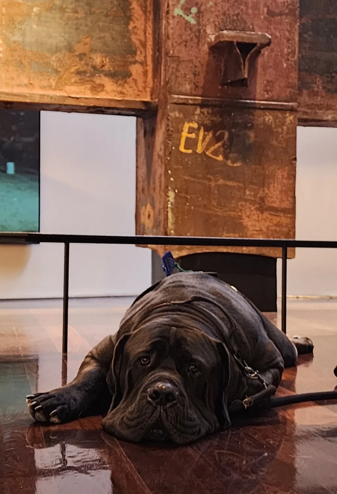 A large black dog lying on a wooden floor with its head resting on the ground.