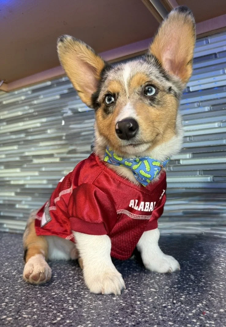 A cute puppy with blue eyes wearing a red sports jersey and a colorful bandana, sitting on a dark speckled surface against a metallic background.