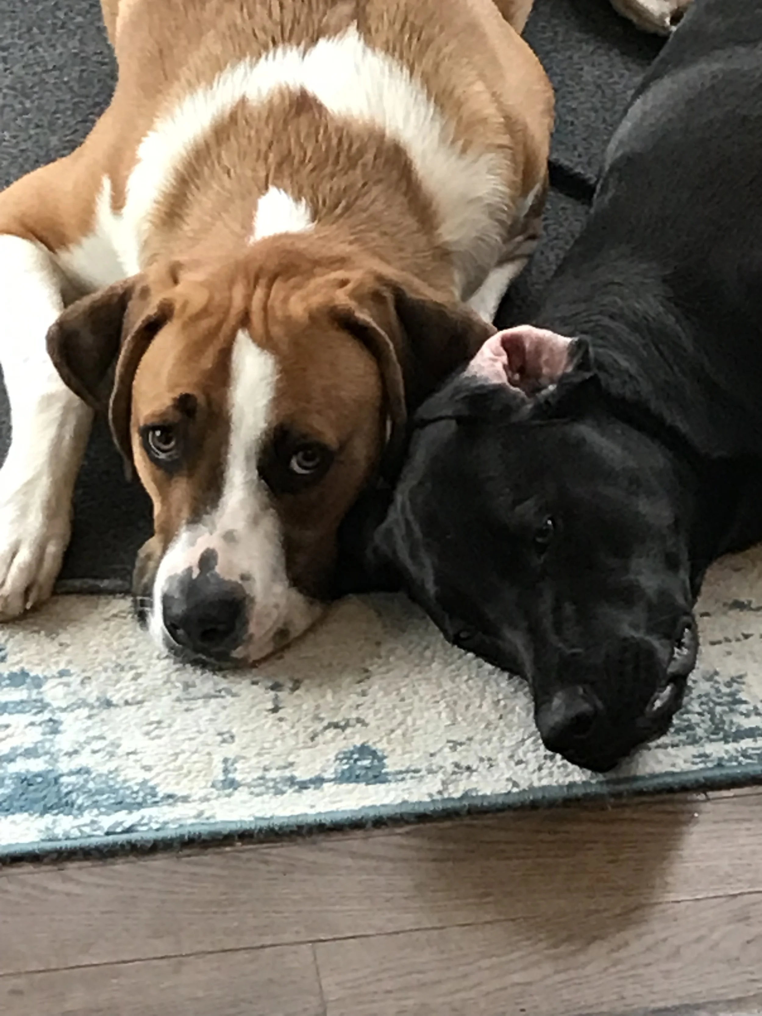 Two dogs lying on a rug, one brown and white with blue eyes, and one black with a pink tongue, resting their heads together.