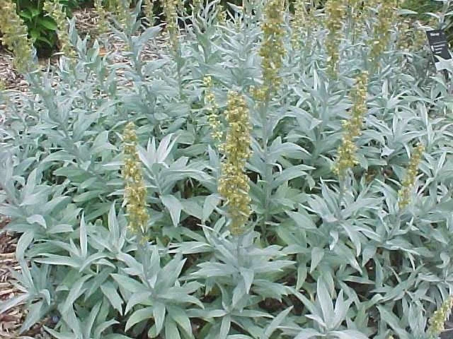 Sage in Red Rock Canyon Open Space in Colorado Springs