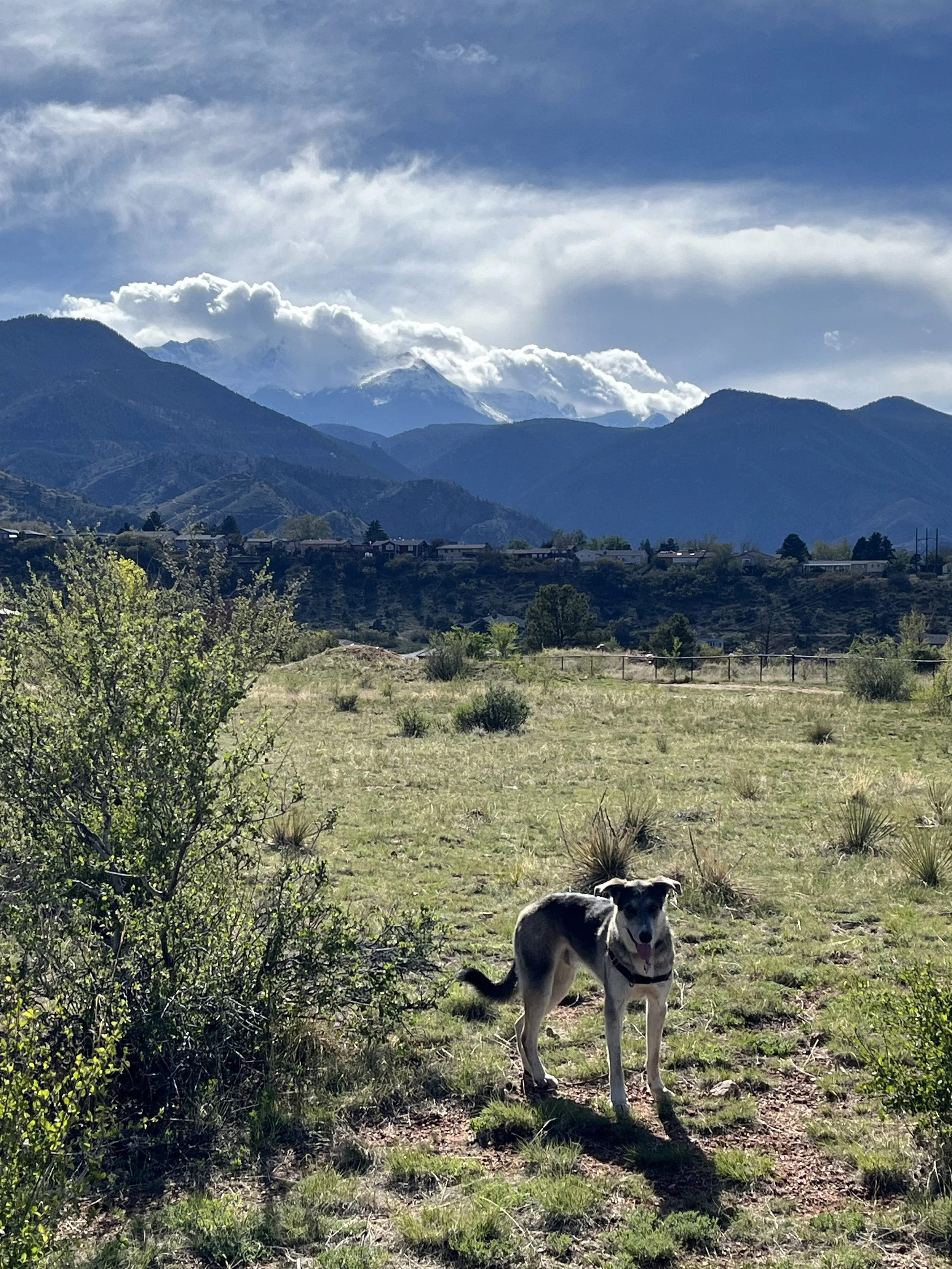 Off leash dog park at Red Rock Canyon Open Space in Colorado Springs