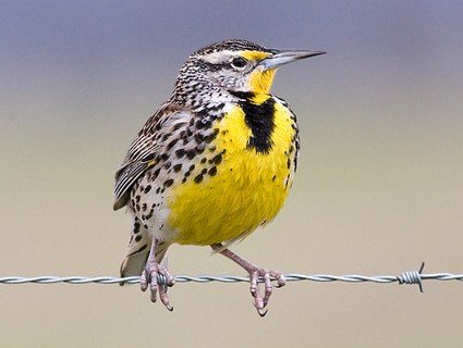 Meadowlark in Red Rock Canyon Open Space in Colorado Springs