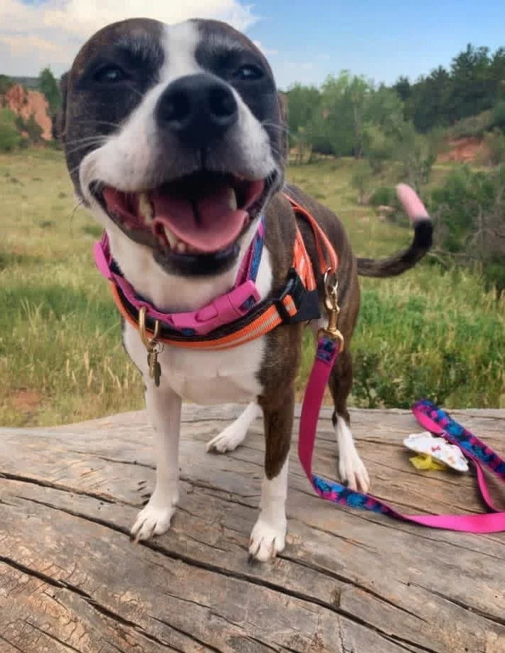 Off leash dog park at Red Rock Canyon Open Space in Colorado Springs