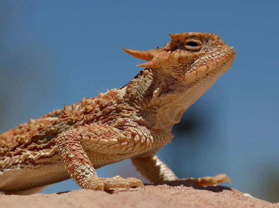 Close-up of a bearded dragon lizard in Red Rock Canyon Open Space in Colorado Springs