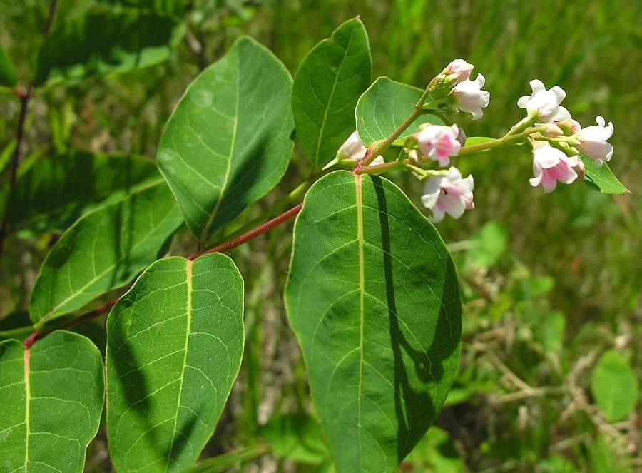 Dogbane in Red Rock Canyon Open Space in Colorado Springs