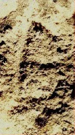 Fossils in Red Rock Canyon Open Space in Colorado Springs