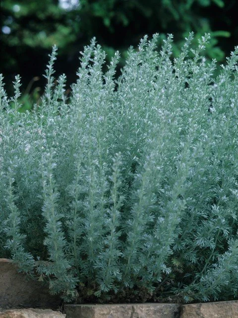 Sage in Red Rock Canyon Open Space in Colorado Springs
