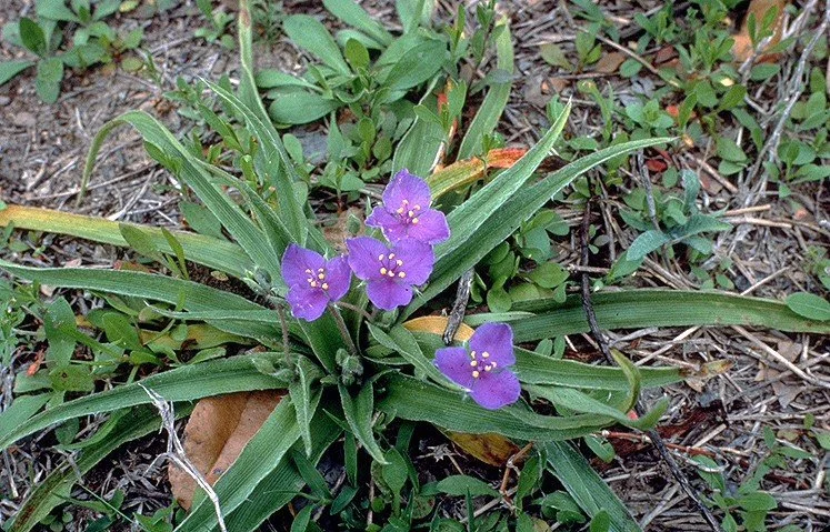Spiderwort  in Red Rock Canyon Open Space in Colorado Springs