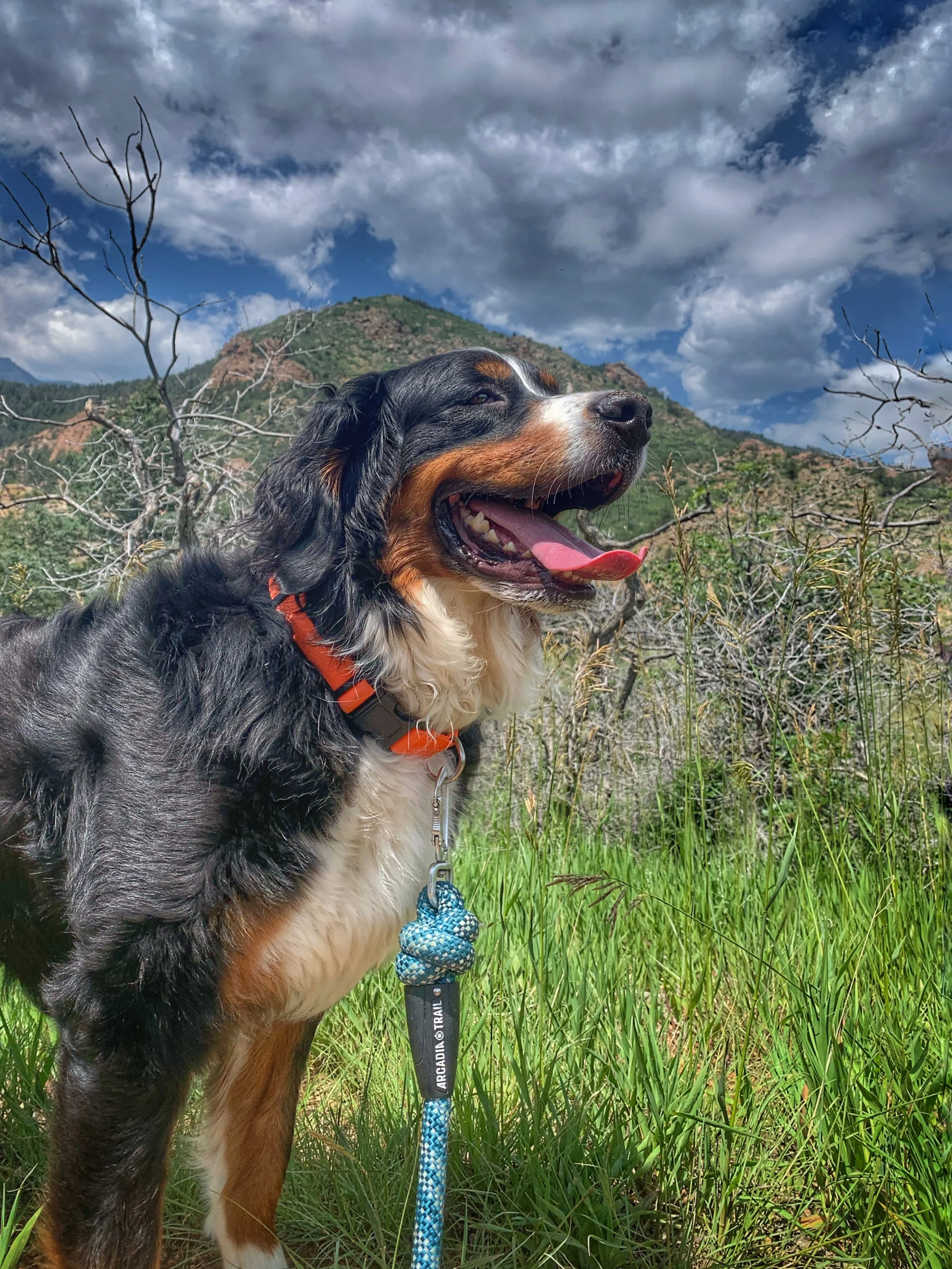 Dogs at off leash dog park in Red Rock Canyon Open Space in Colorado Springs