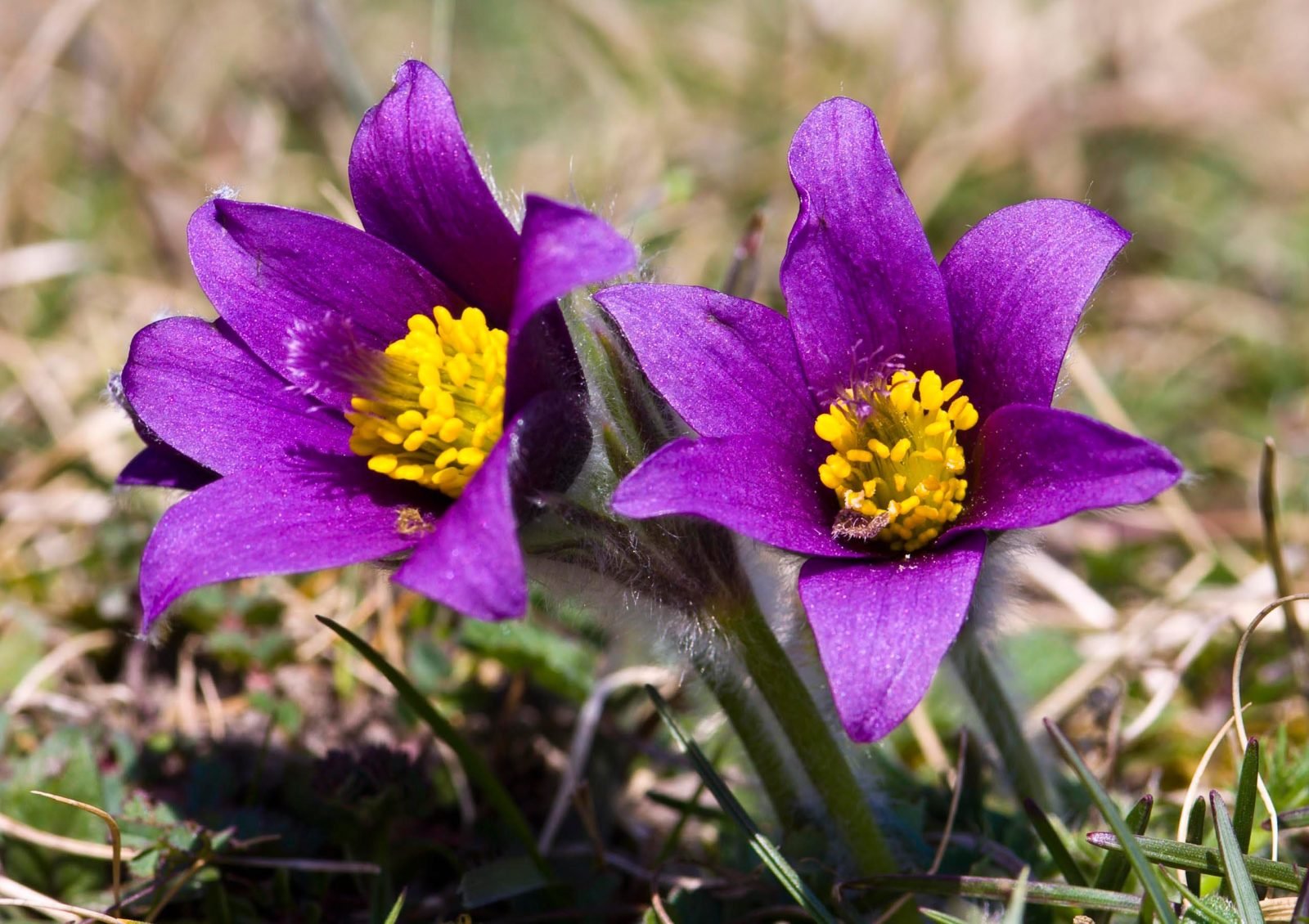 Pasque flowers in Red Rock Canyon Open Space in Colorado Springs