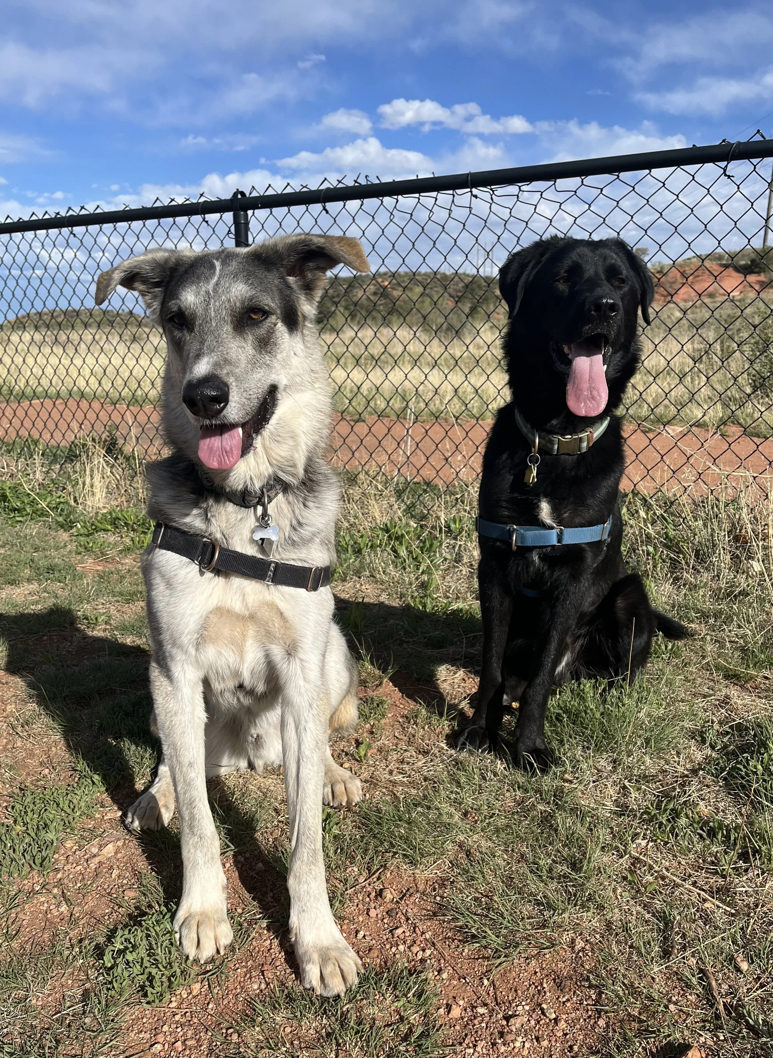 Off leash dog park at Red Rock Canyon Open Space in Colorado Springs