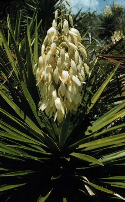 Yucca in Red Rock Canyon Open Space in Colorado Springs