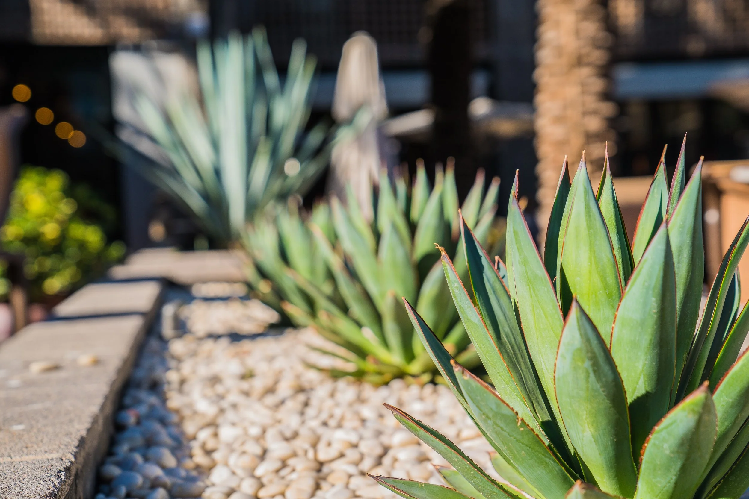 Close-up of agave plants in a landscaped area with pebbles and a blurred background.