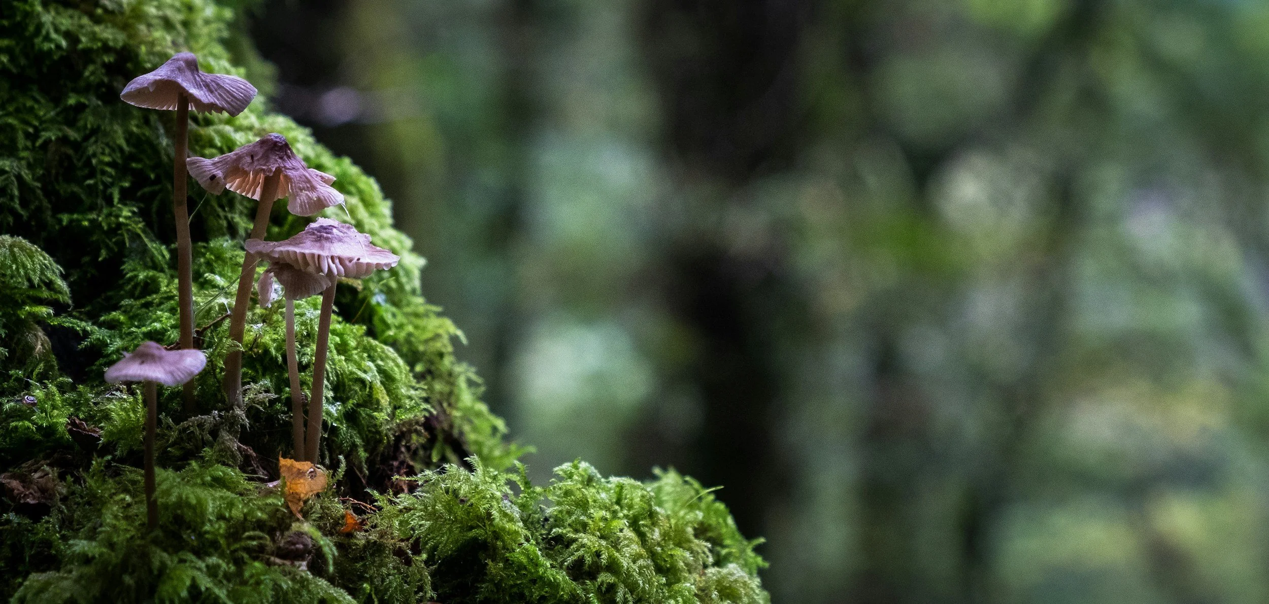 Group of small purple mushrooms growing on moss-covered tree trunk in a forest.