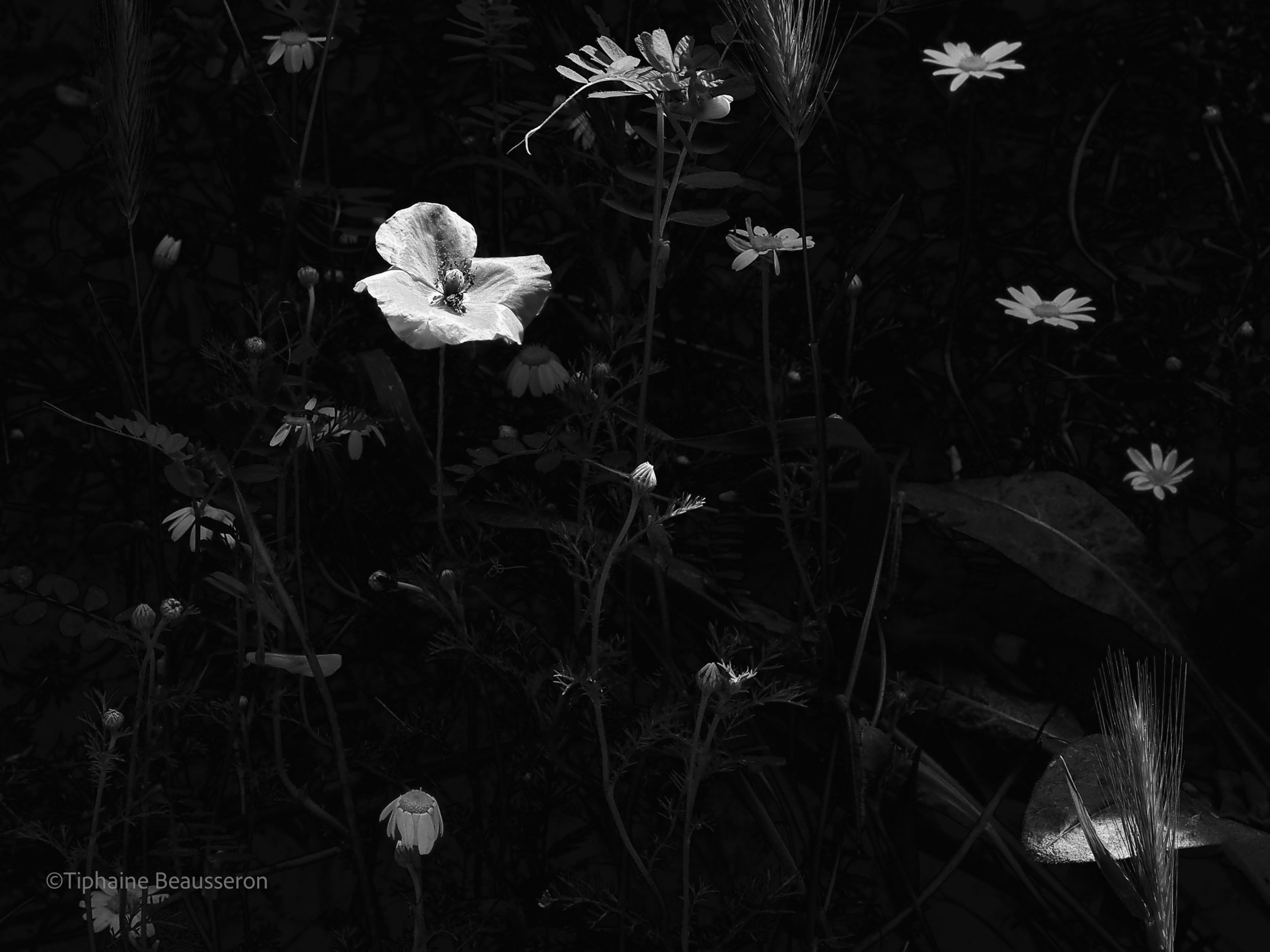 'Dark Green Love' - 2020 - Série 'Ancrer la Lueur'  ©Tiphaine Beausseron