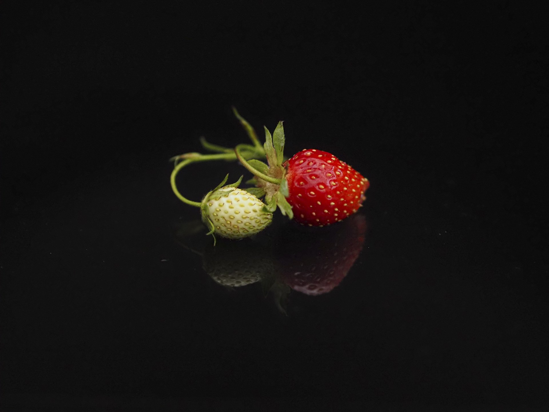 -20230518Fraises_20237.jpg