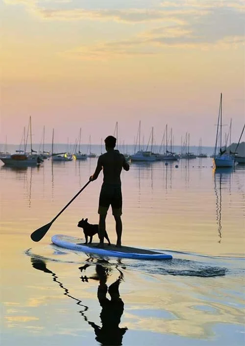 A person with a dog paddleboarding on calm water during sunset with sailboats in the background.