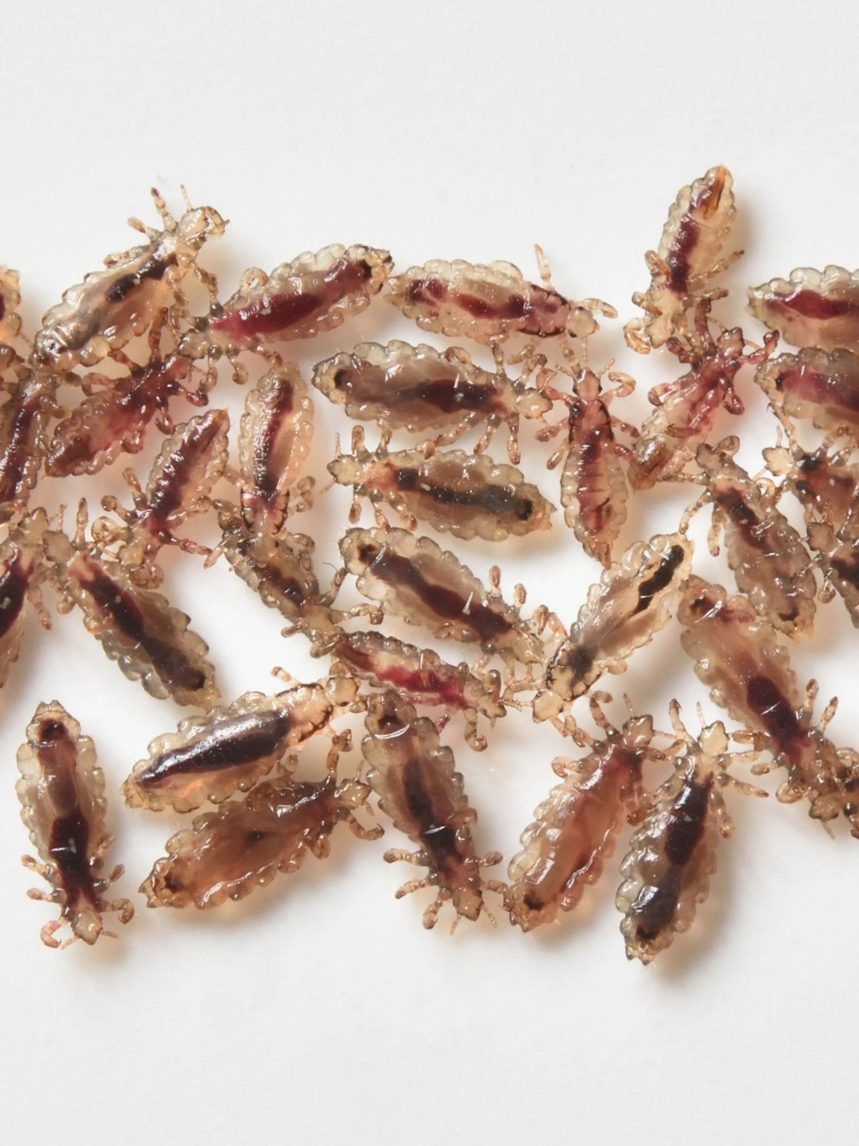 What do head lice look like? 