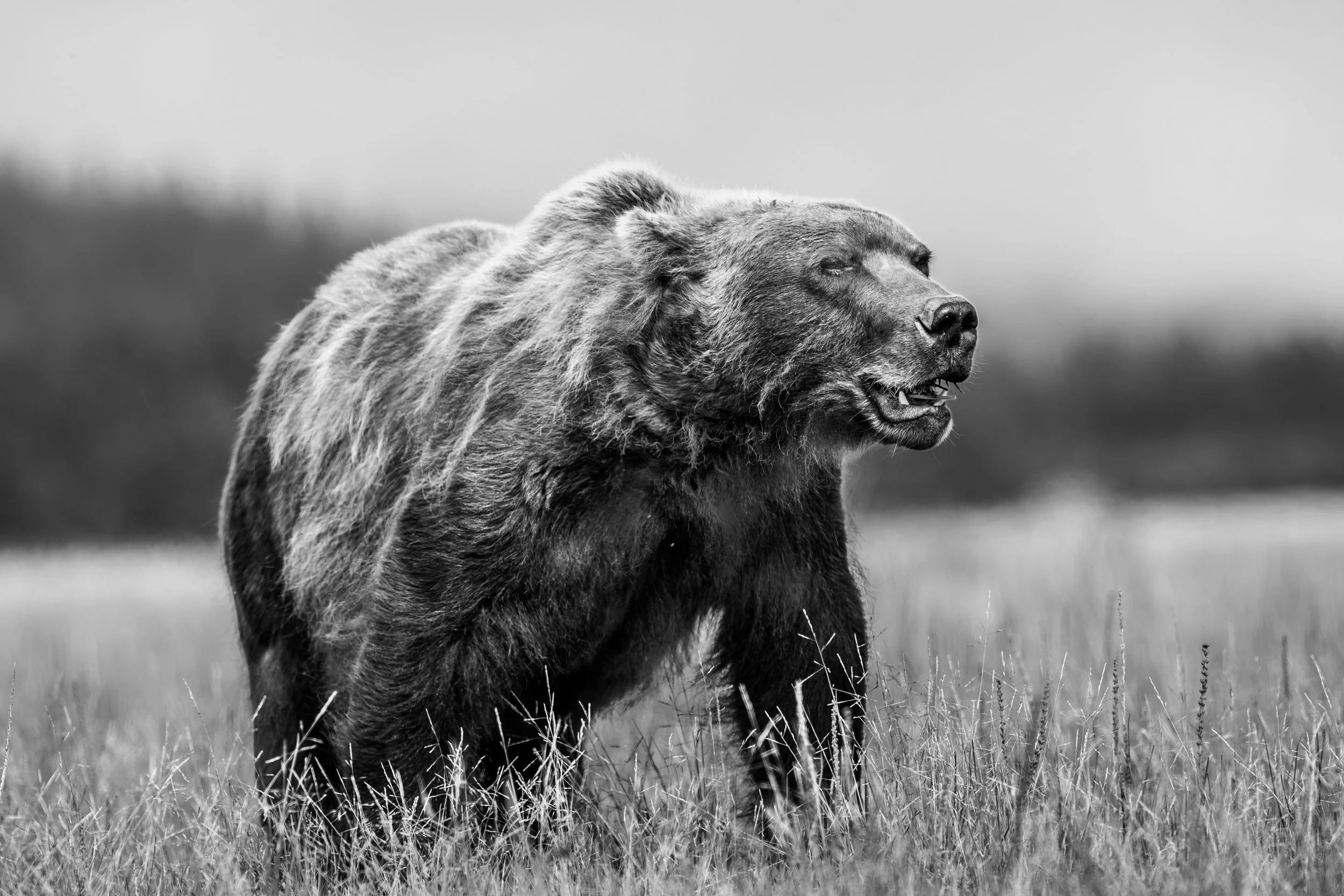 A black and white photo of a bear standing in tall grass on a field, with closed eyes and mouth slightly open.