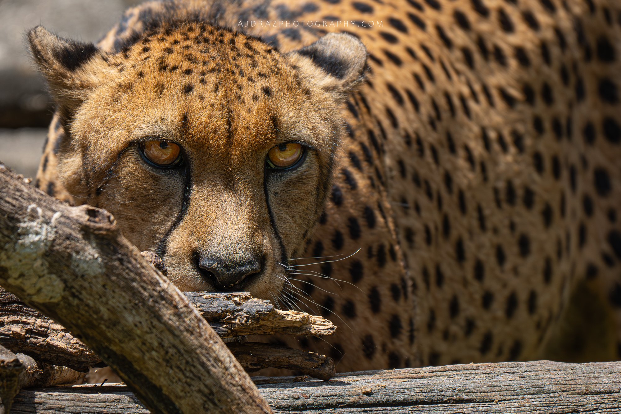 _DSC3912-1 - Copy.jpg