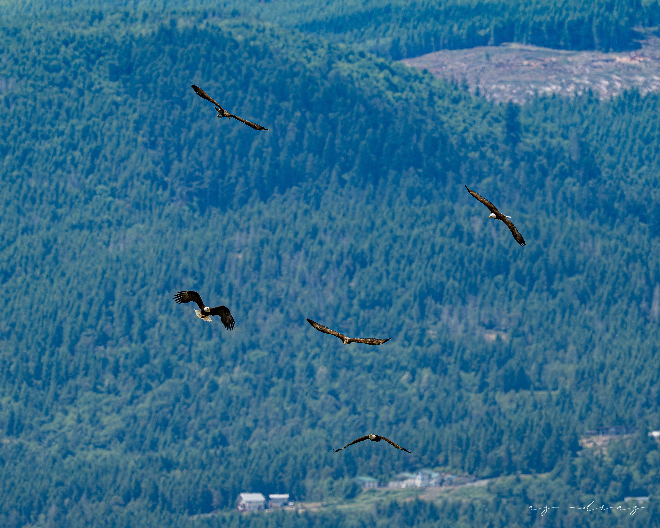 DSC_7670-3.jpg