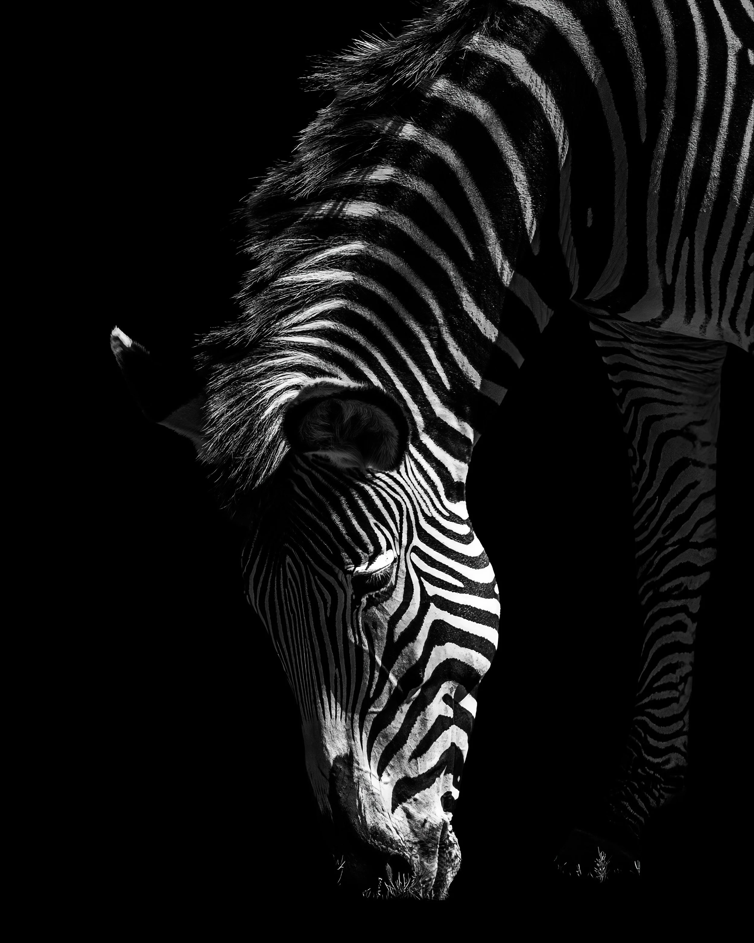 A black and white photograph of a zebra with distinctive striped patterns, standing in a dark environment.