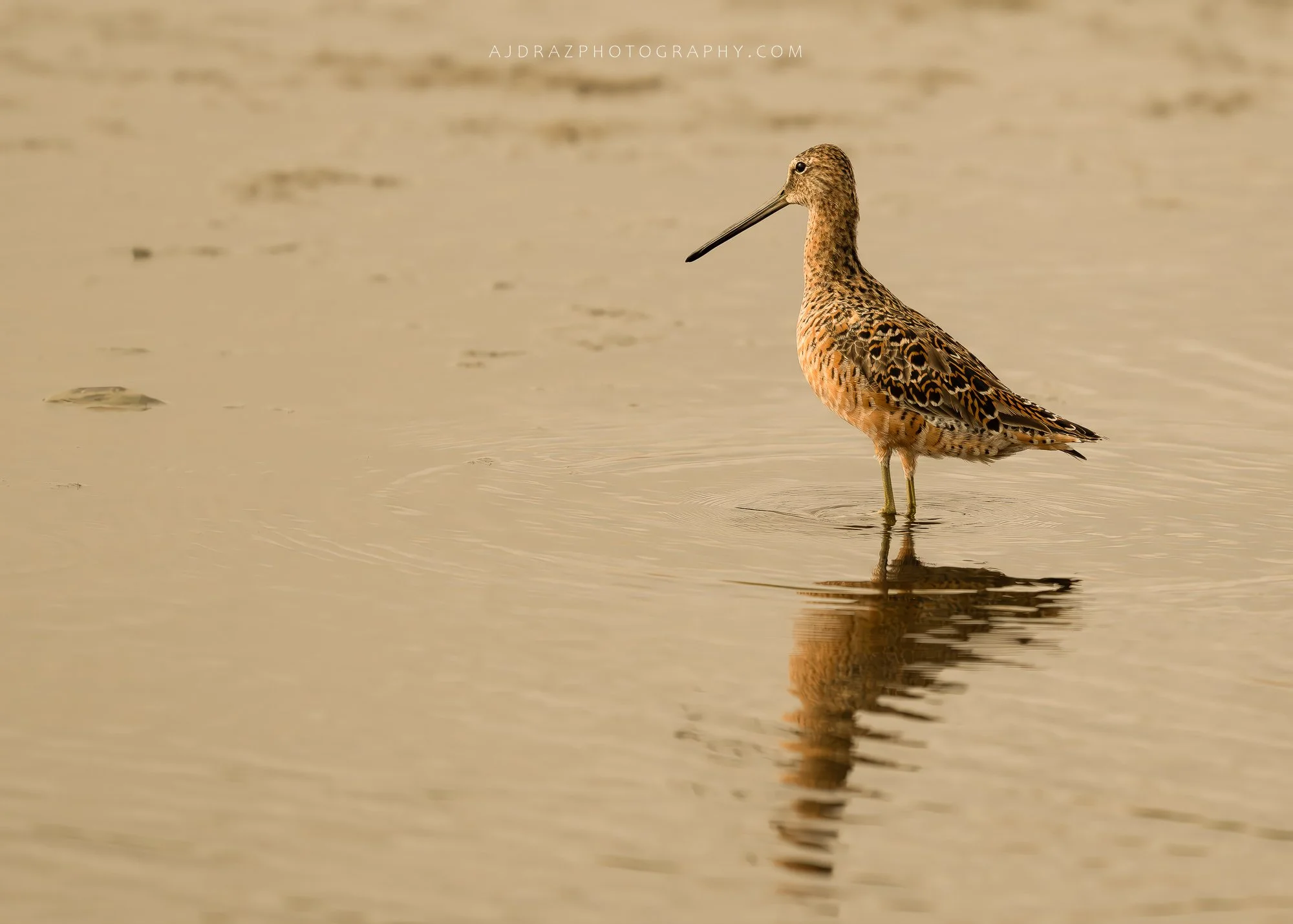 _DSC7594-Enhanced-NR-Edit-1 - Copy.jpg