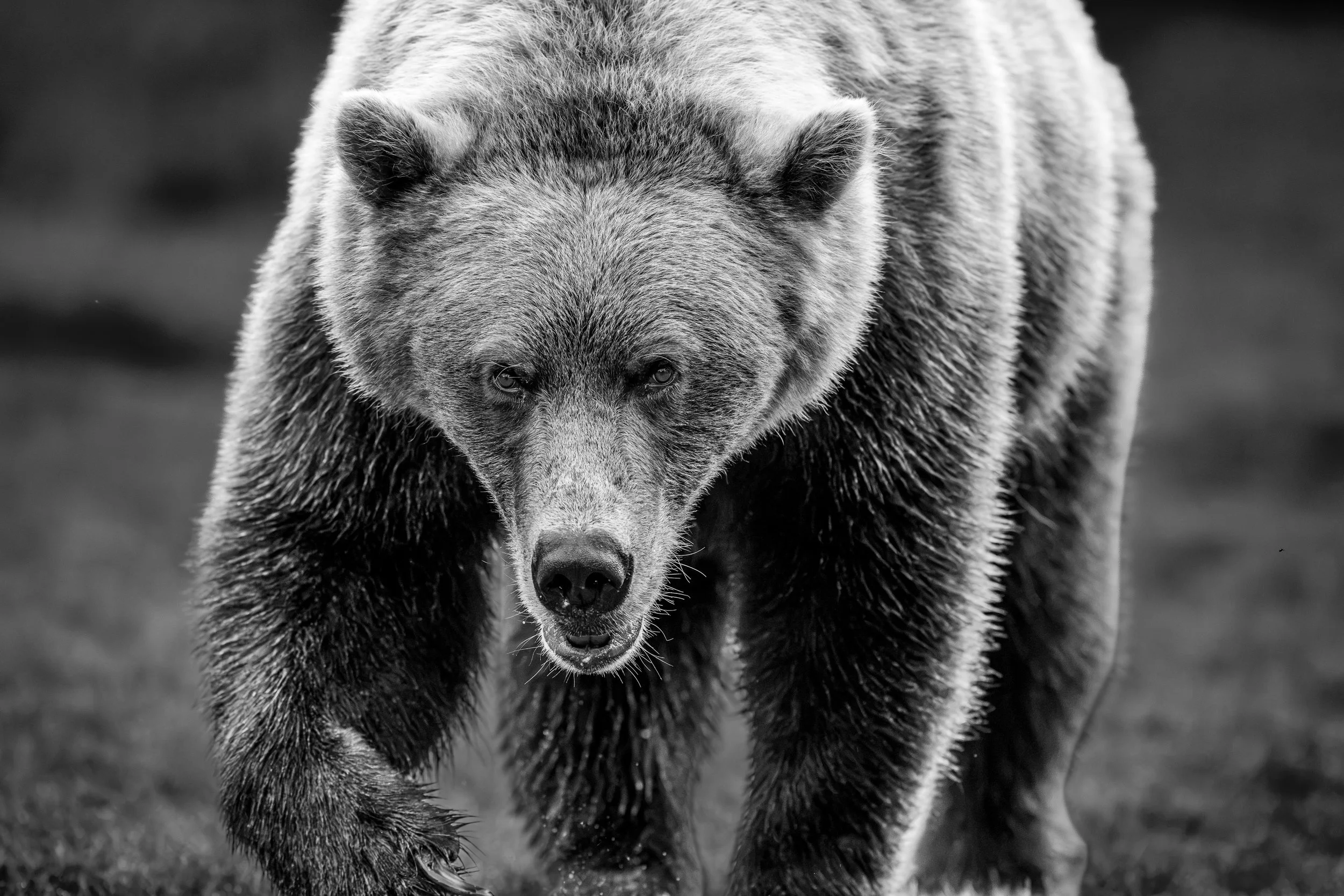 A black-and-white photo of a bear walking towards the camera, focusing on its intense eyes and wet fur.