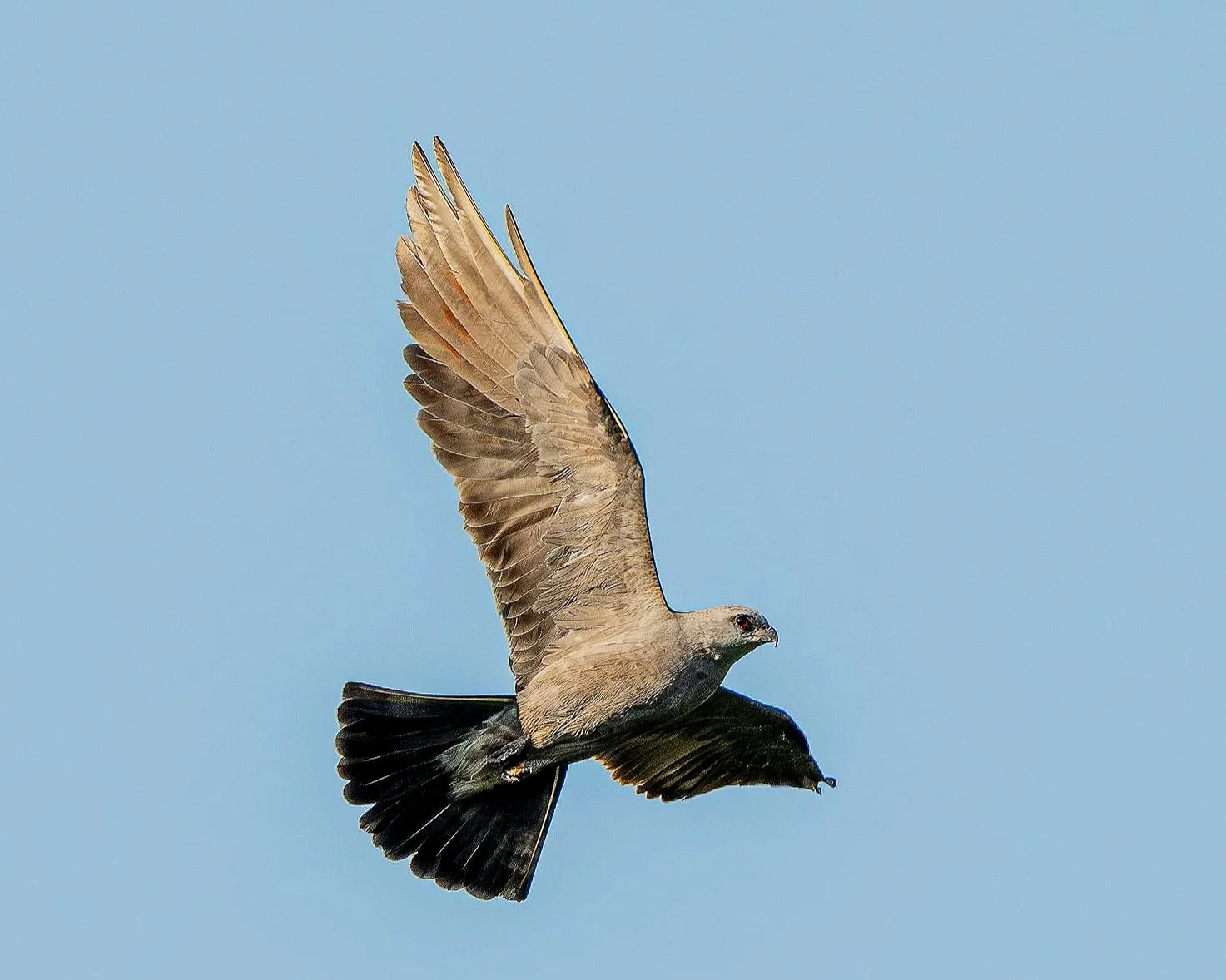 DSC_8960-1.jpg