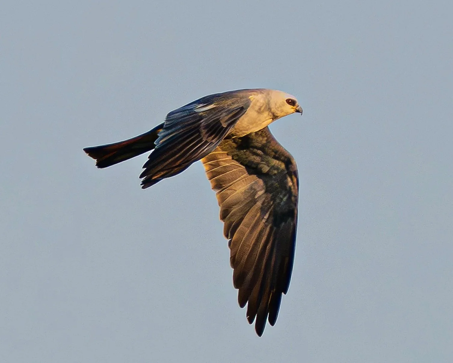 DSC_6338-1.jpg