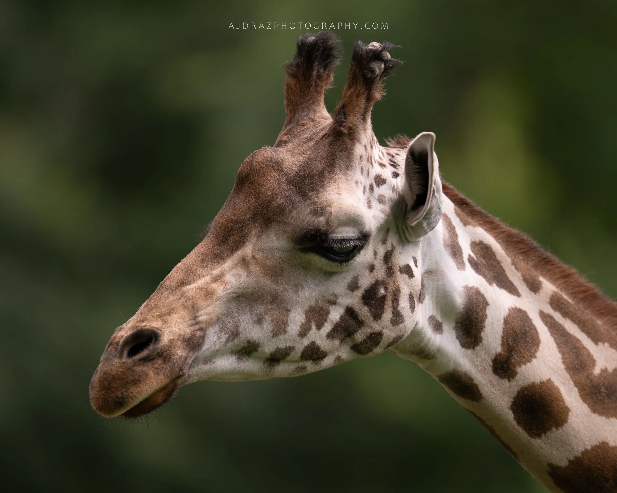 _DSC3343-Enhanced-NR-1 - Copy.jpg