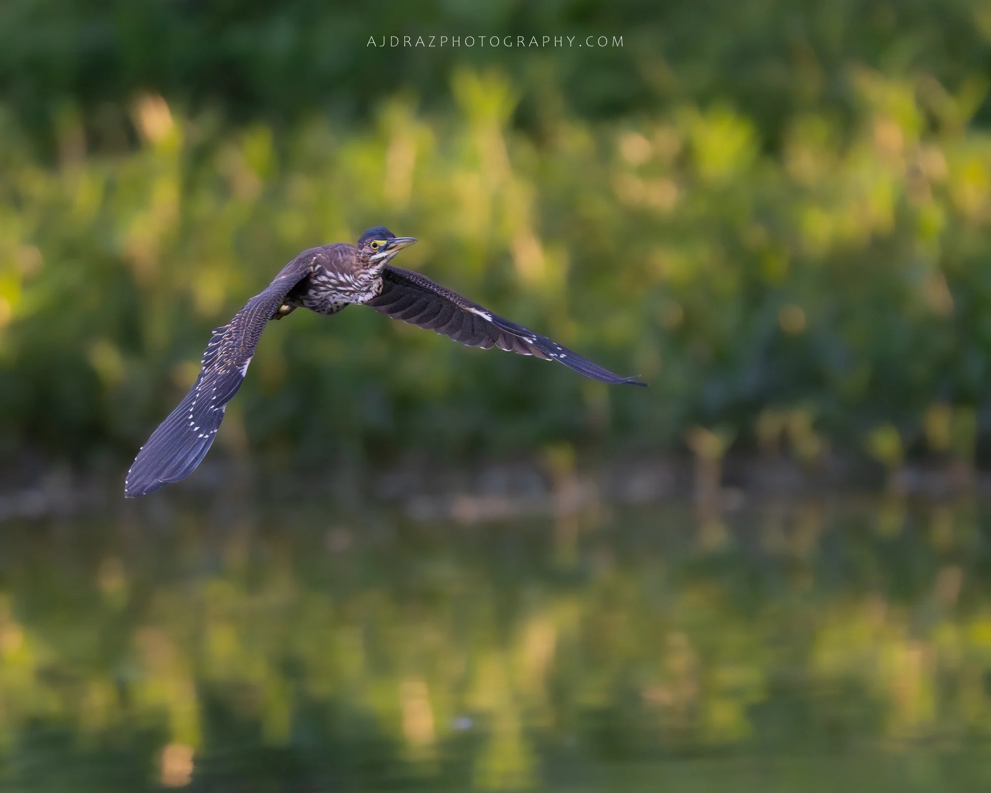 DSC_5935-1.jpg